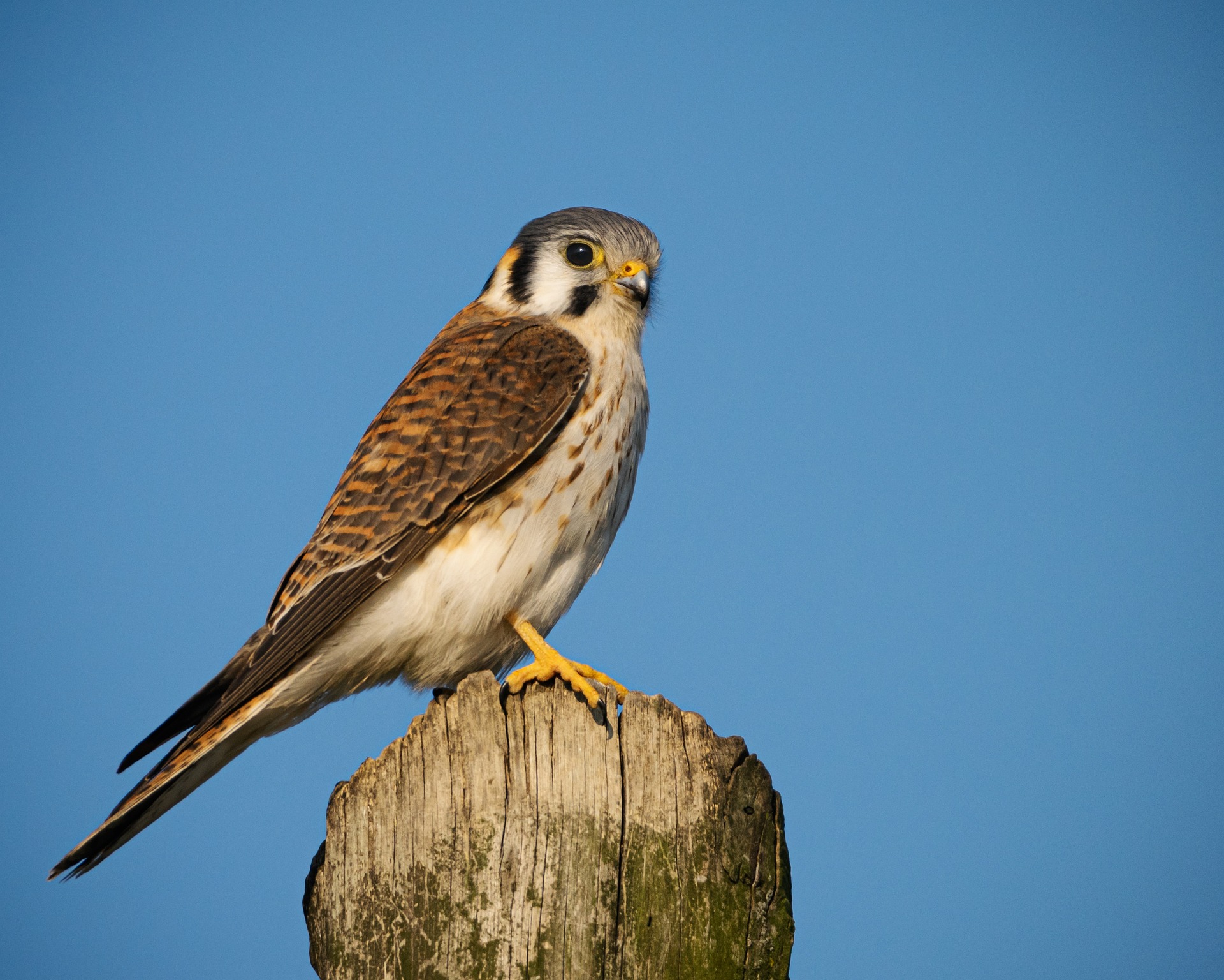 See red-tailed hawks and more when enjoying Scottsdale bird watching