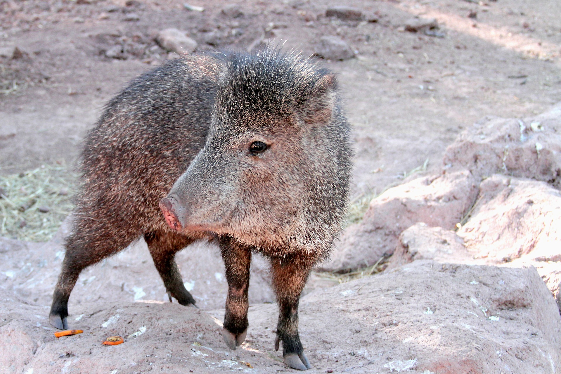 See javelina and more while Scottsdale wildlife watching