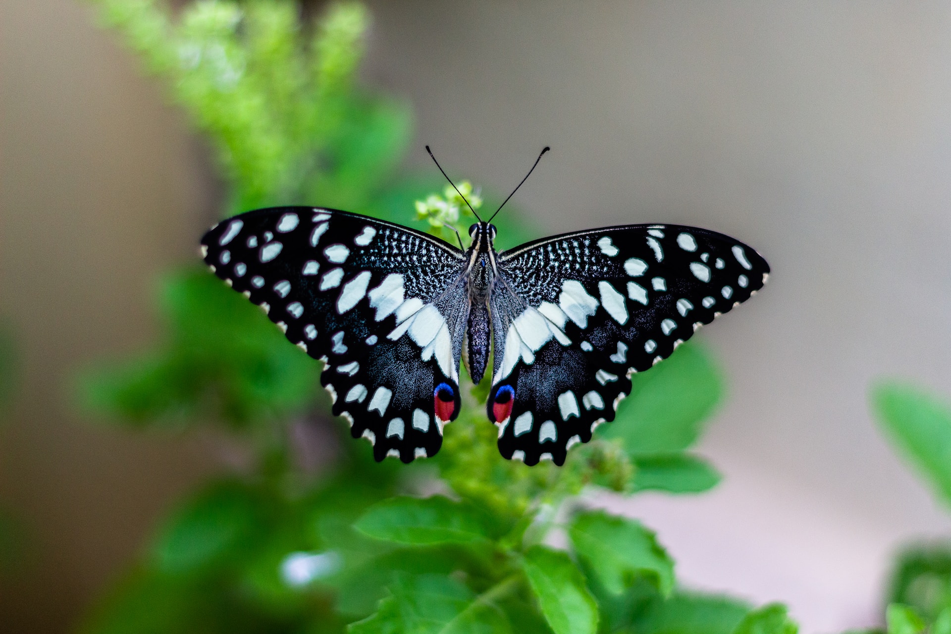 butterfly with white spots
